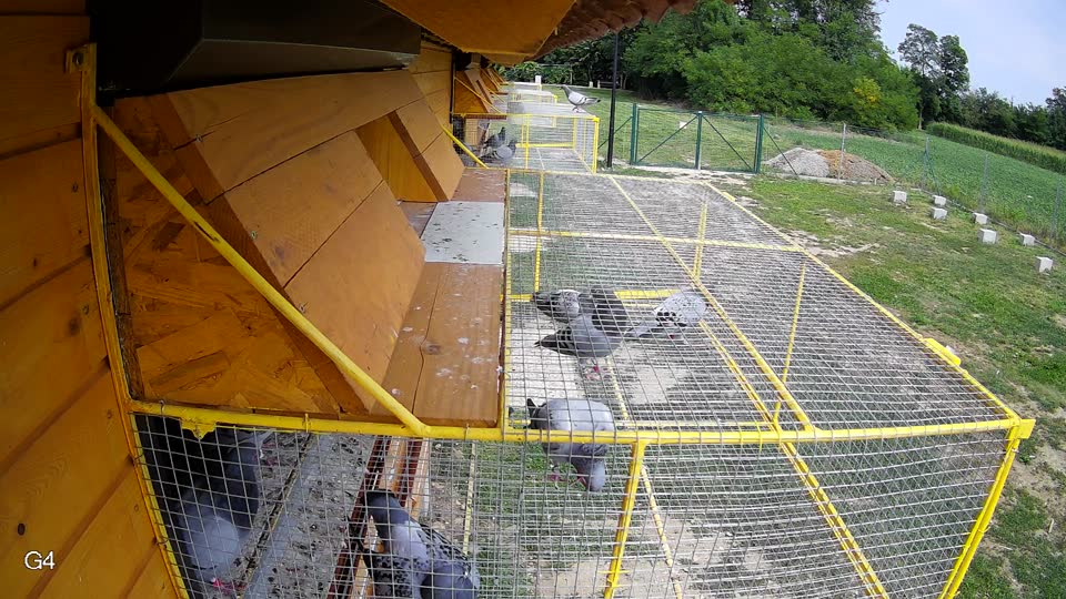 Pigeon Arrival Image For Race Race 3