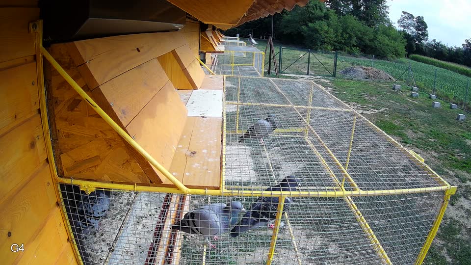Pigeon Arrival Image For Race Race 4