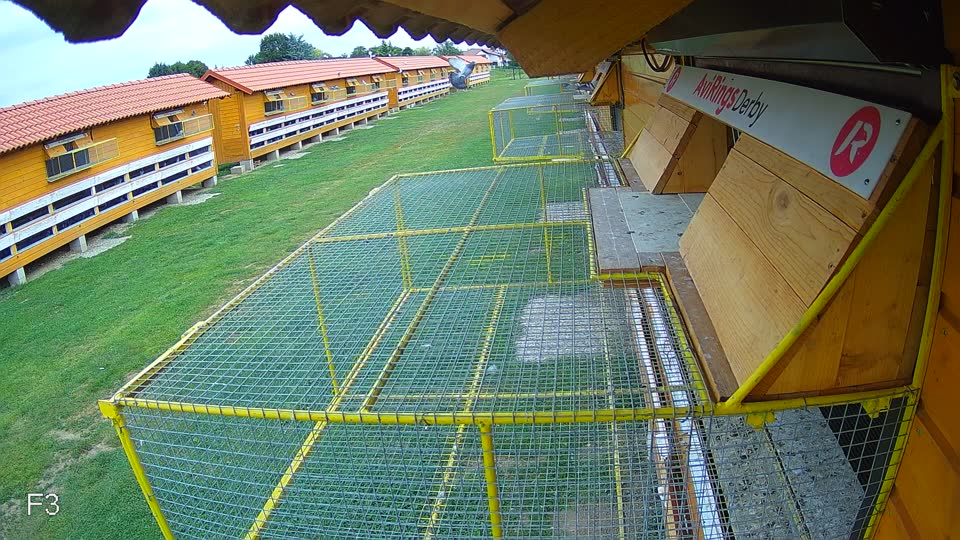 Pigeon Arrival Image For Race Race 3