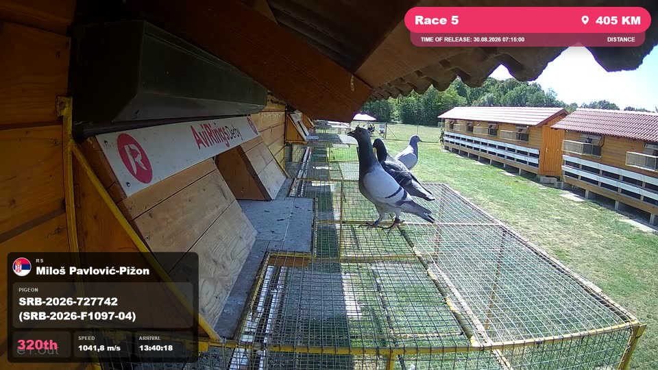Pigeon Arrival Image For Race Race 5
