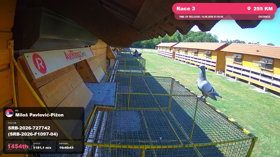 Pigeon Arrival Image For Race Race 3