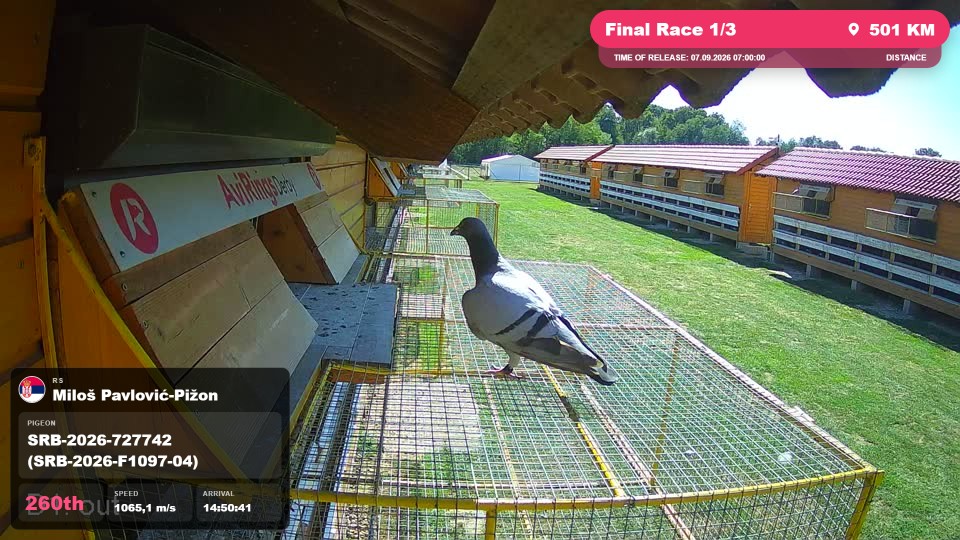 Pigeon Arrival Image For Race Final Race 1/3