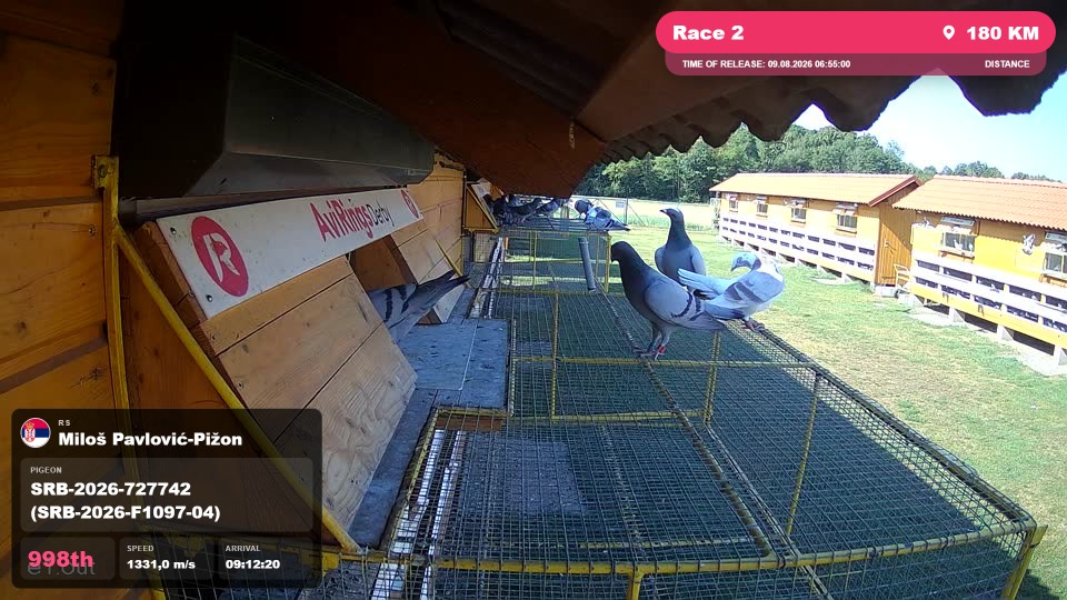 Pigeon Arrival Image For Race Race 2