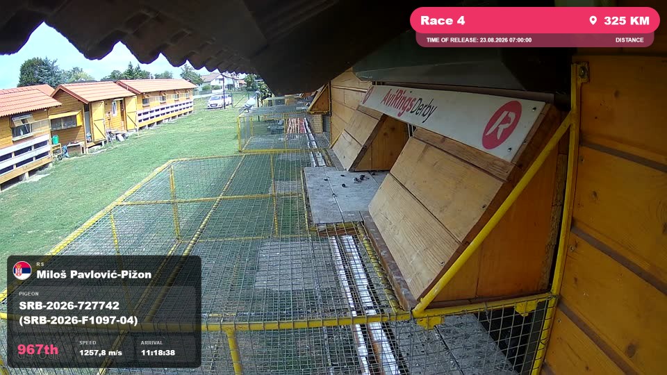 Pigeon Arrival Image For Race Race 4