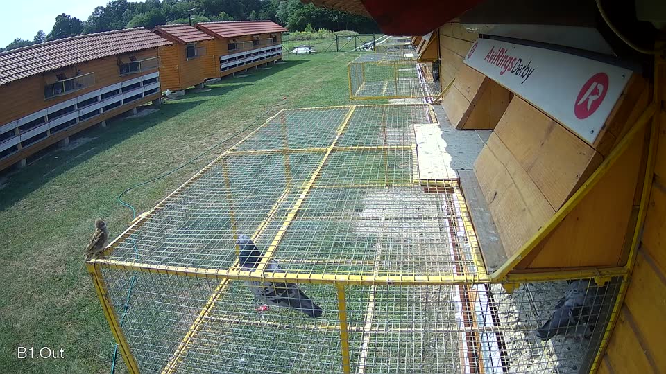 Pigeon Arrival Image For Race Race 3