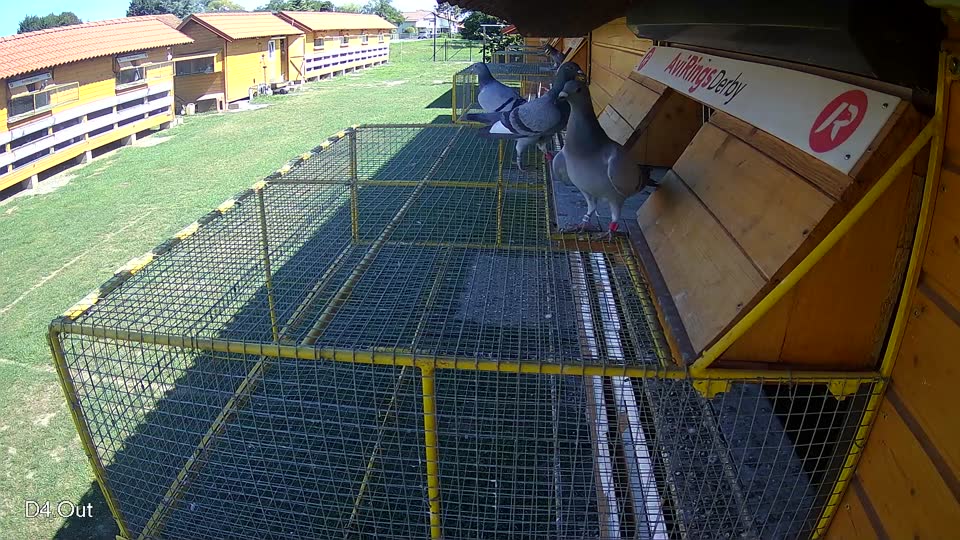 Pigeon Arrival Image For Race Race 2