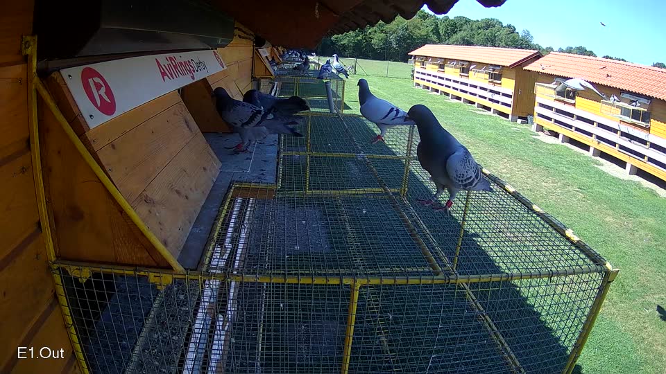Pigeon Arrival Image For Race Race 2
