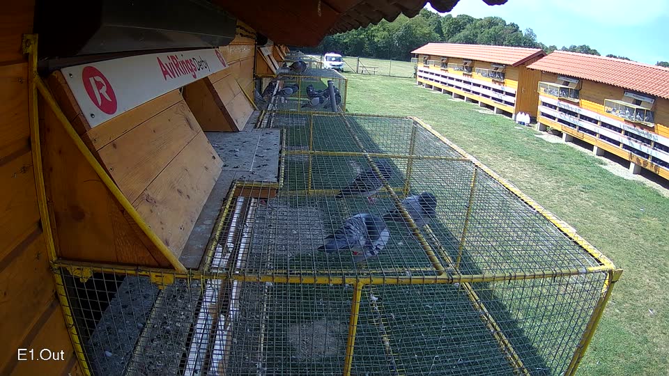 Pigeon Arrival Image For Race Race 5