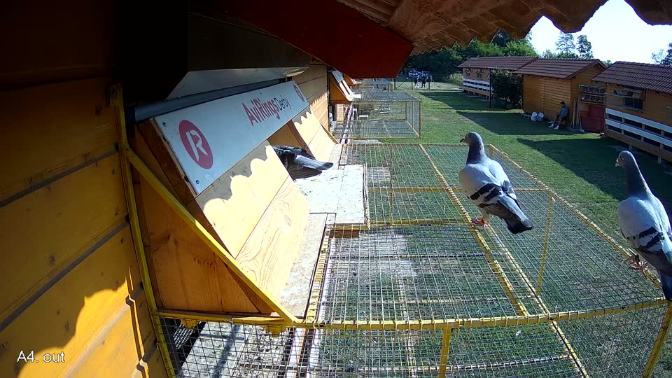 Pigeon Arrival Image For Race Race 1