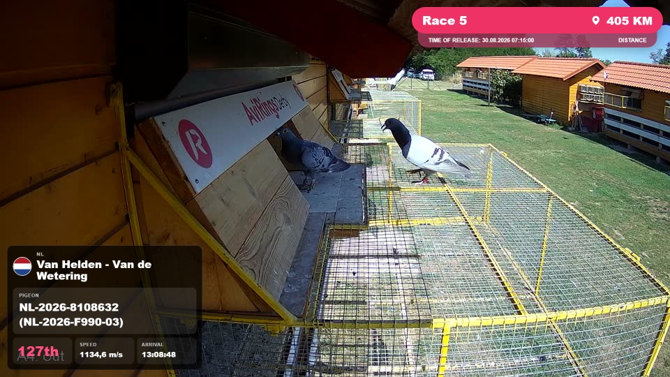 Pigeon Arrival Image For Race Race 5