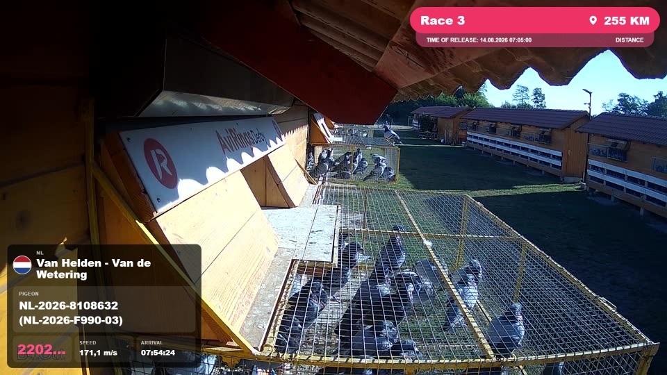 Pigeon Arrival Image For Race Race 3