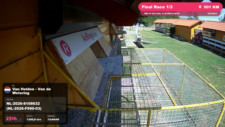 Pigeon Arrival Image For Race Final Race 1/3
