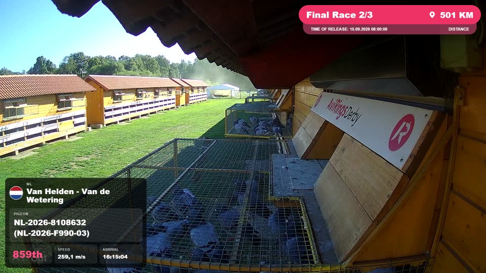Pigeon Arrival Image For Race Final Race 2/3