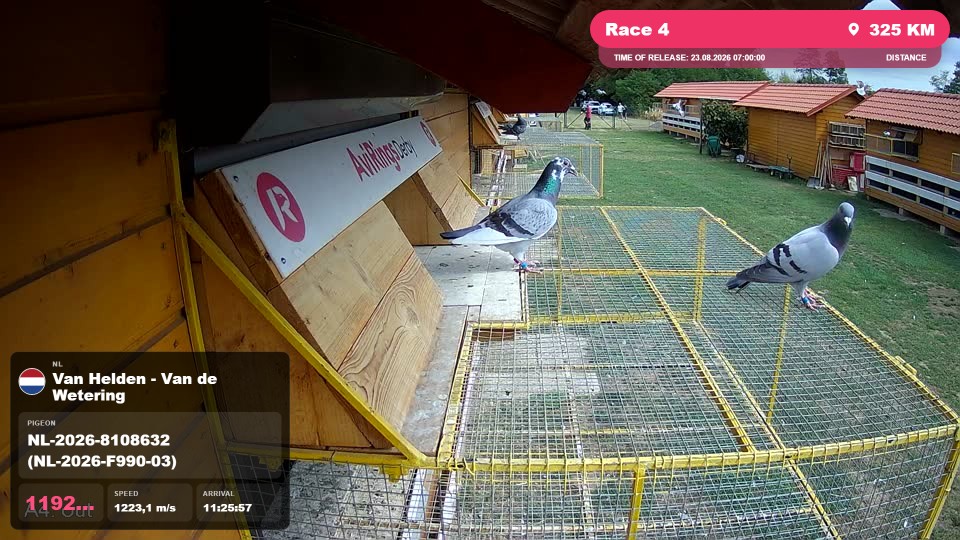 Pigeon Arrival Image For Race Race 4