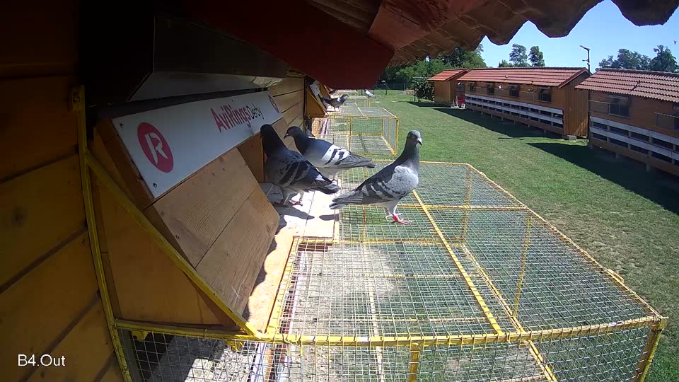 Pigeon Arrival Image For Race Race 2