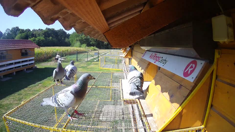 Pigeon Arrival Image For Race Race 2