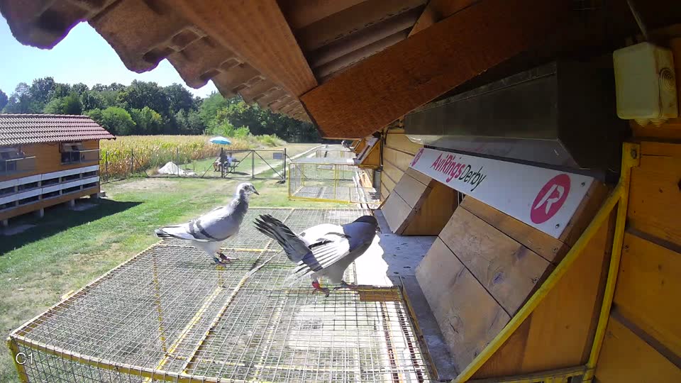 Pigeon Arrival Image For Race Race 3