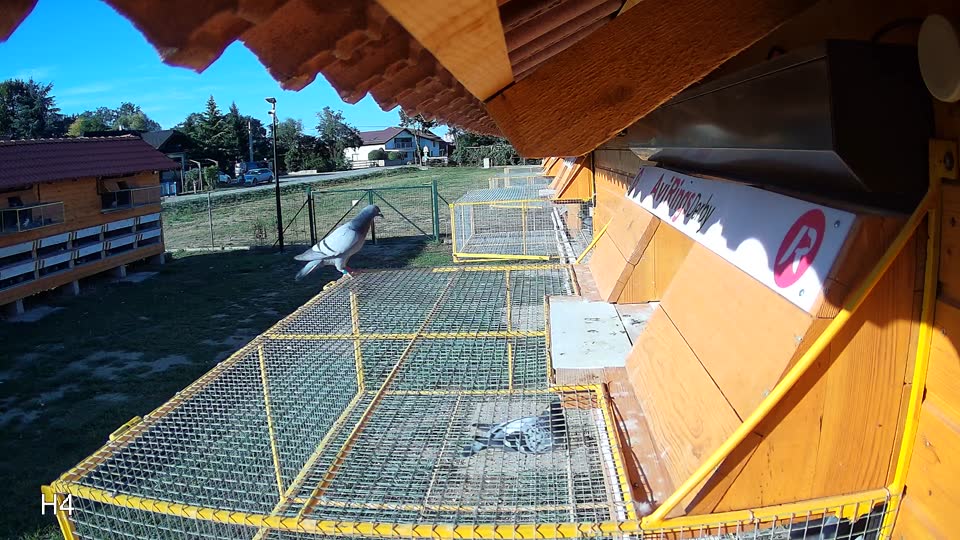 Pigeon Arrival Image For Race Race 4