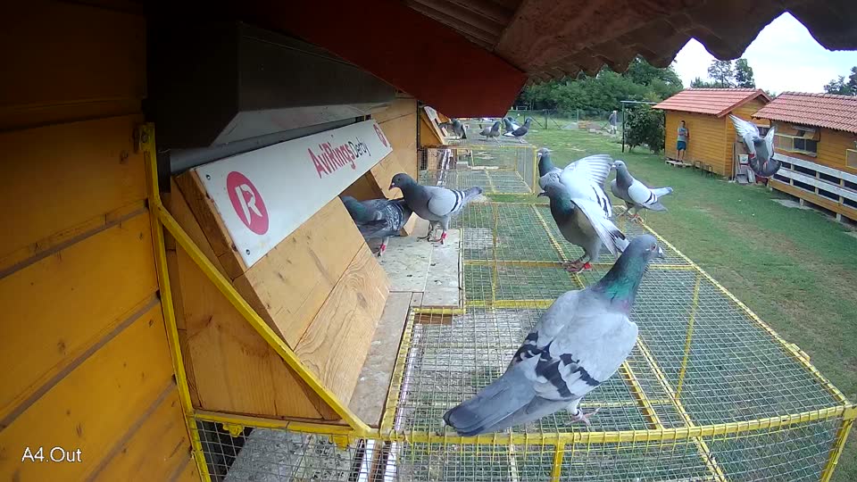 Pigeon Arrival Image For Race Race 3