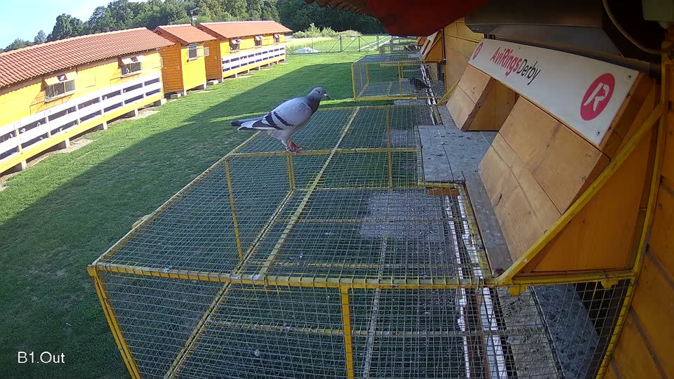 Pigeon Arrival Image For Race Race 6