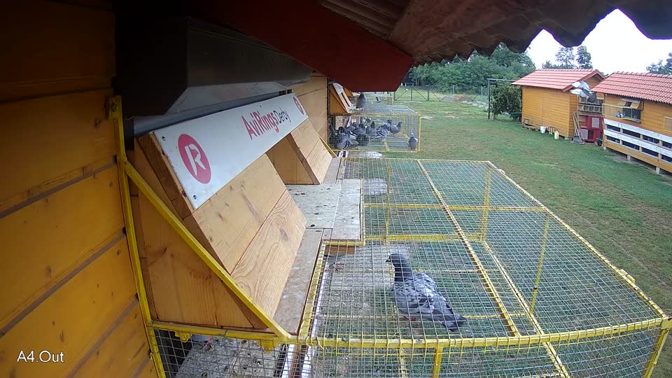 Pigeon Arrival Image For Race Race 4