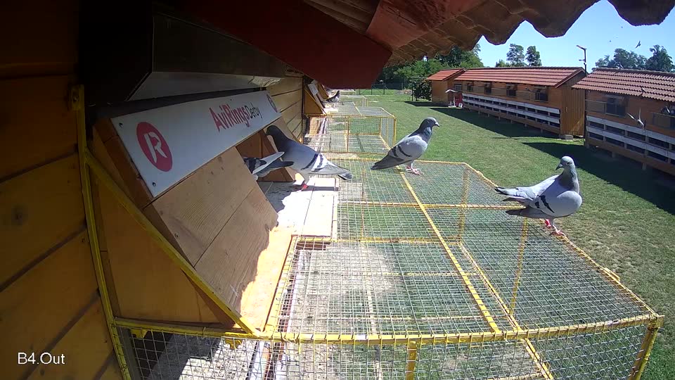Pigeon Arrival Image For Race Race 2