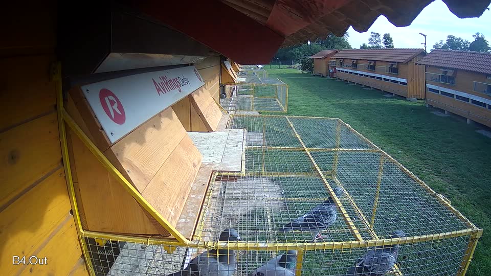 Pigeon Arrival Image For Race Final race 1