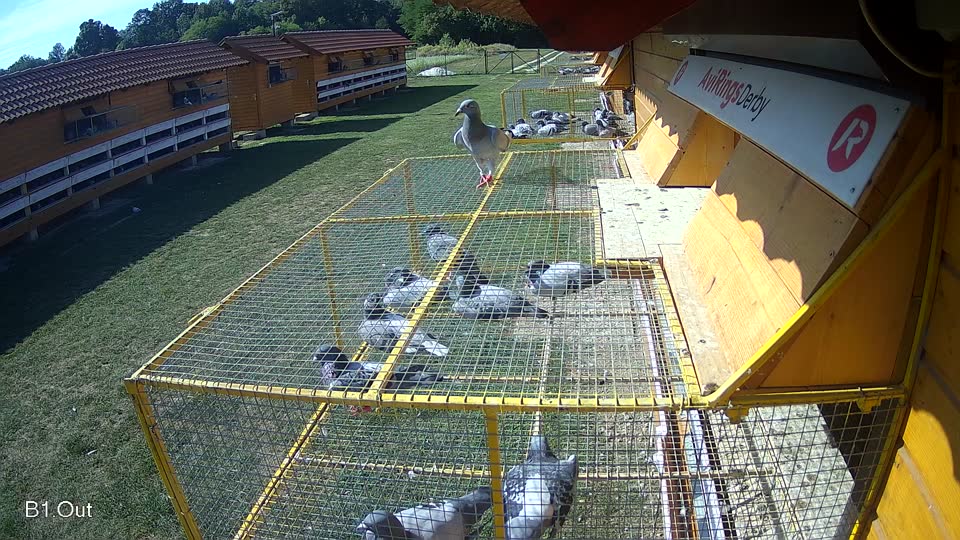 Pigeon Arrival Image For Race Race 5