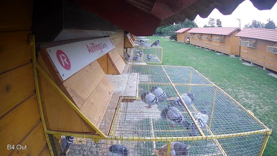 Pigeon Arrival Image For Race Race 6