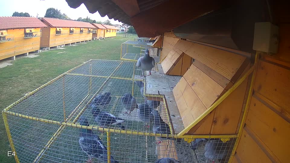 Pigeon Arrival Image For Race Race 4