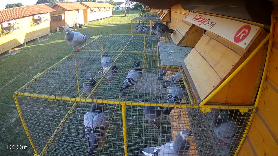 Pigeon Arrival Image For Race Race 5