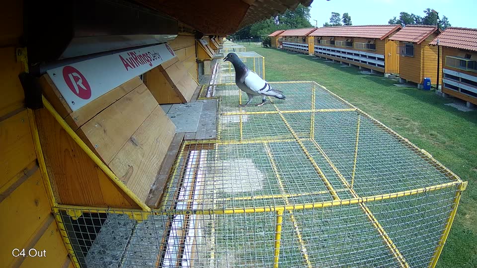 Pigeon Arrival Image For Race Race 4