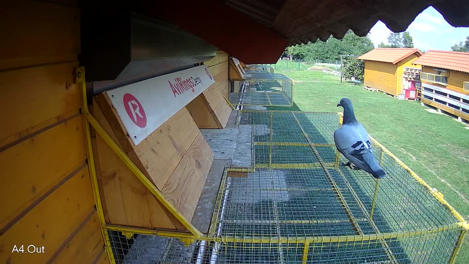 Pigeon Arrival Image For Race Final race 1