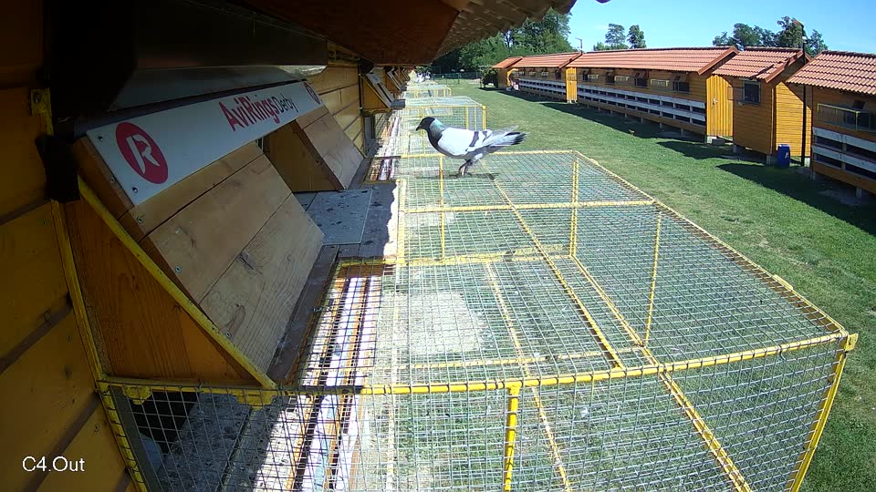 Pigeon Arrival Image For Race Race 5