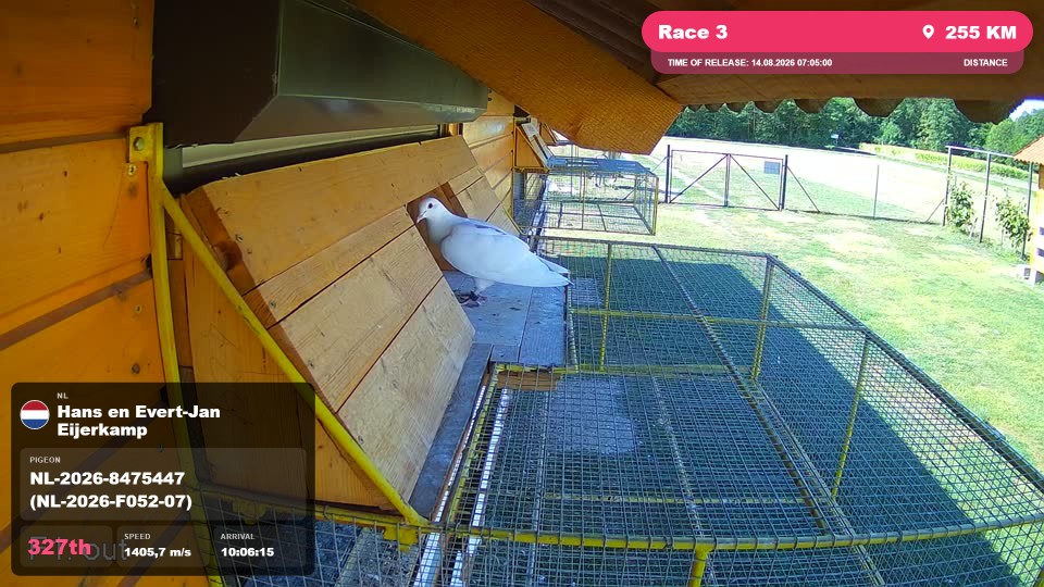 Pigeon Arrival Image For Race Race 3