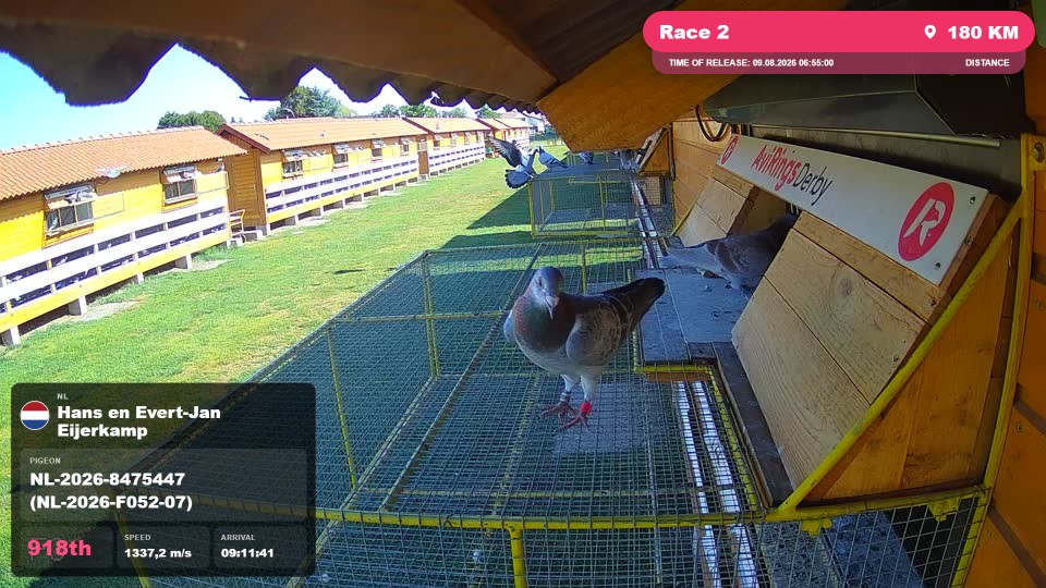 Pigeon Arrival Image For Race Race 2