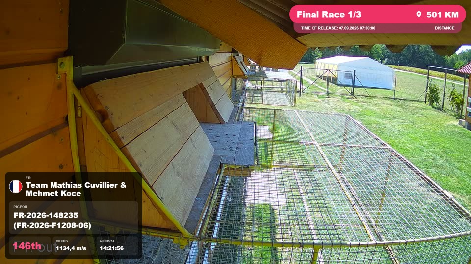 Pigeon Arrival Image For Race Final Race 1/3