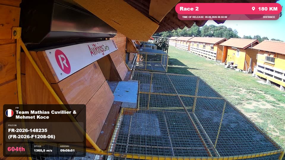 Pigeon Arrival Image For Race Race 2