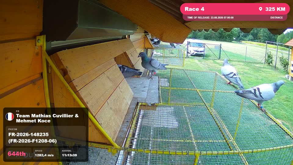 Pigeon Arrival Image For Race Race 4