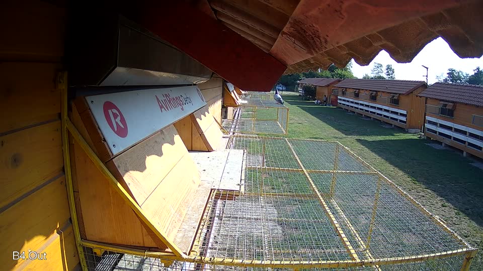 Pigeon Arrival Image For Race Race 1