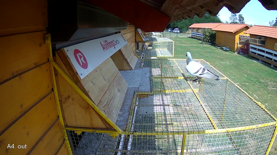 Pigeon Arrival Image For Race Race 5