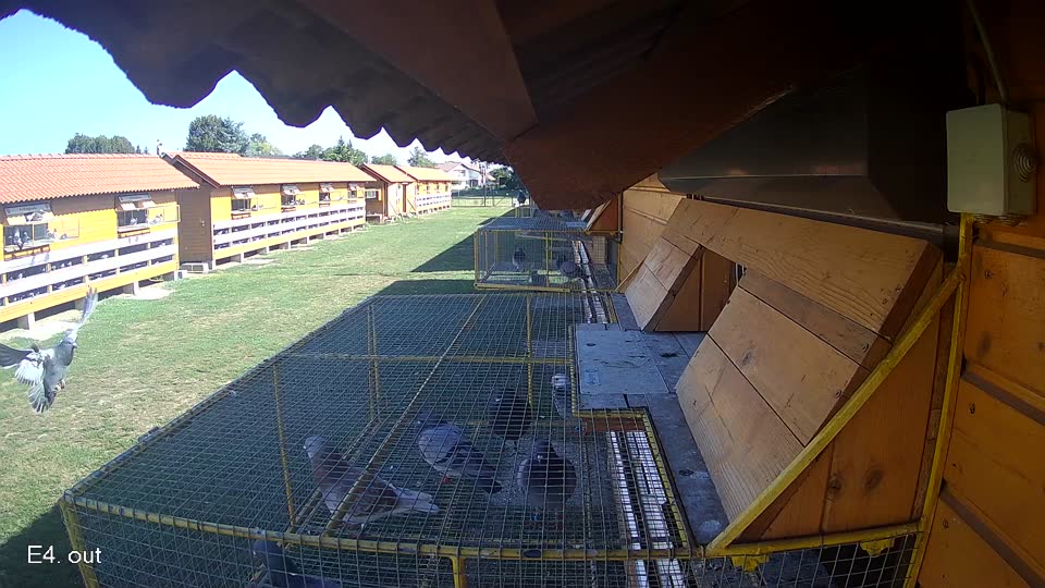 Pigeon Arrival Image For Race Race 5