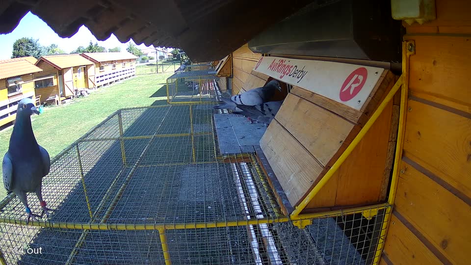Pigeon Arrival Image For Race Race 3