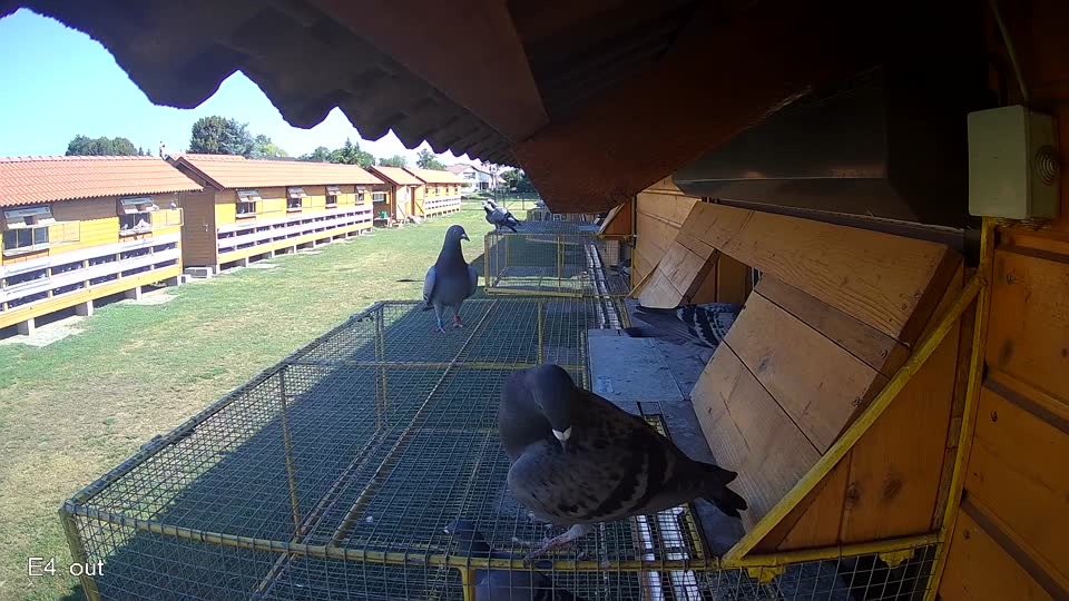 Pigeon Arrival Image For Race Race 2