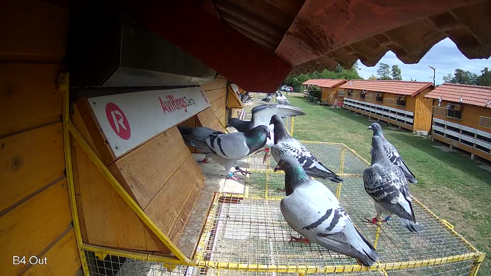 Pigeon Arrival Image For Race Race 4