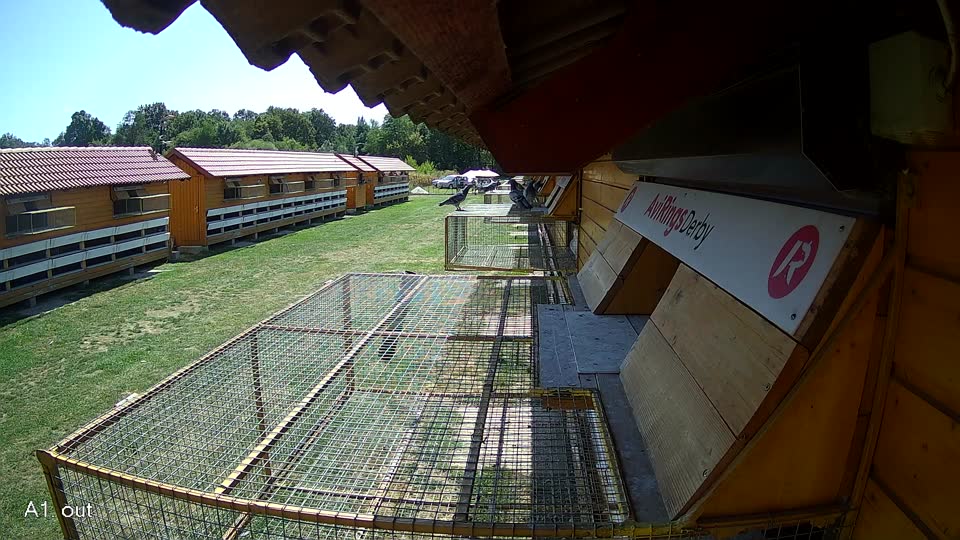 Pigeon Arrival Image For Race Race 5