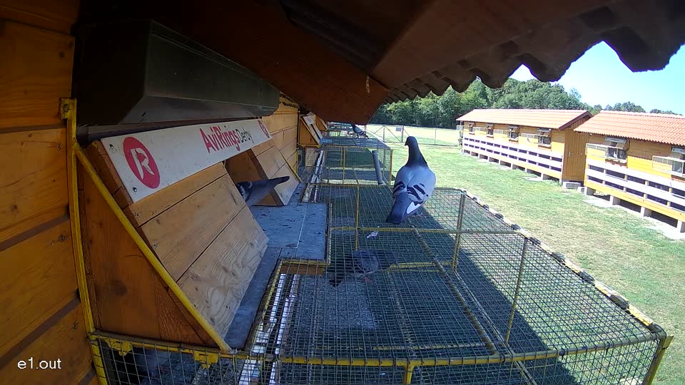 Pigeon Arrival Image For Race Race 3