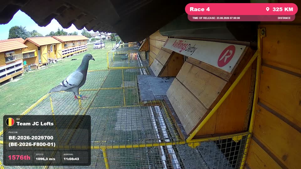 Pigeon Arrival Image For Race Race 4
