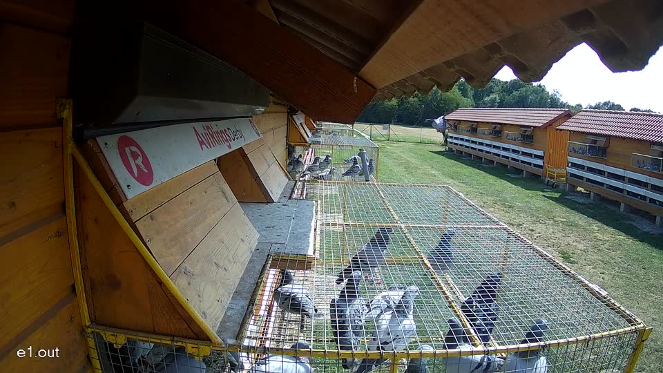 Pigeon Arrival Image For Race Race 1