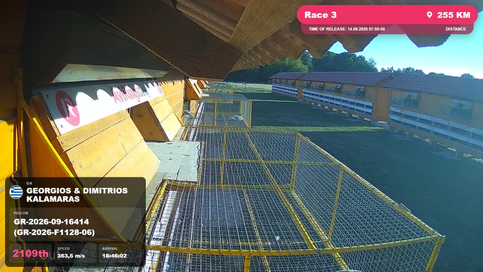 Pigeon Arrival Image For Race Race 3